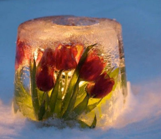 изысканный лед с цветами