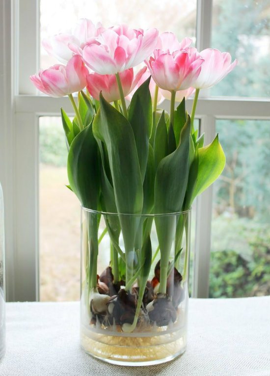 цветущие луковицы тюльпанов